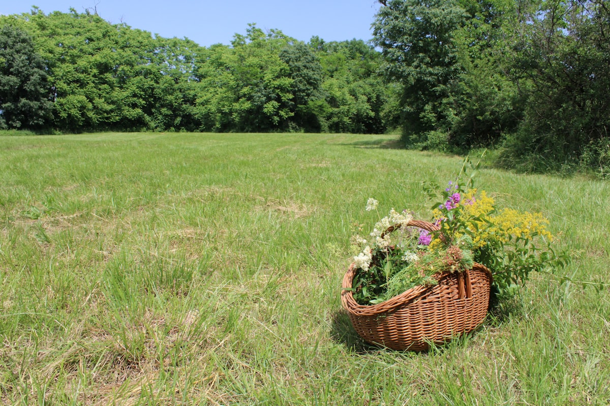 Traditional bathing rituals with natural plant preparations